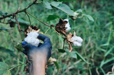 Close-up of hand holding leaves on field