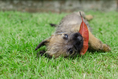 Close-up of a rabbit on field