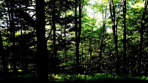 Trees in forest