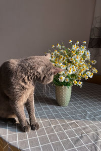 Close-up of cat sitting on wall