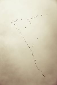 Low angle view of birds flying in sky