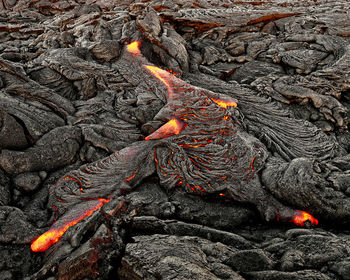 Close-up of human eye