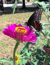 Butterfly on pink flower