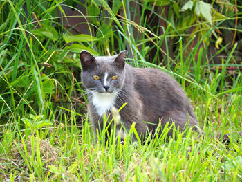 Portrait of cat on grassy field