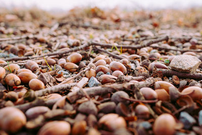 Close-up of stones on field