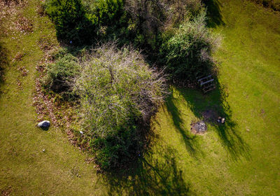 High angle view of trees growing on field