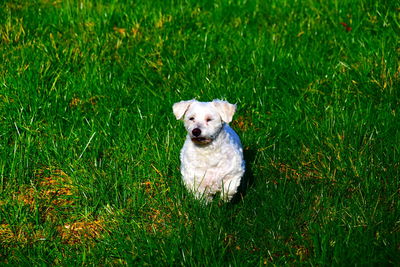 Portrait of dog running on grass