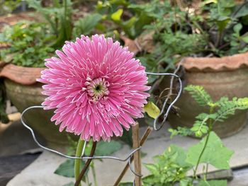 Close-up of pink flower