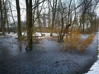 Scenic view of river in forest during winter