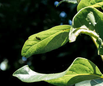 Close-up of green leaves