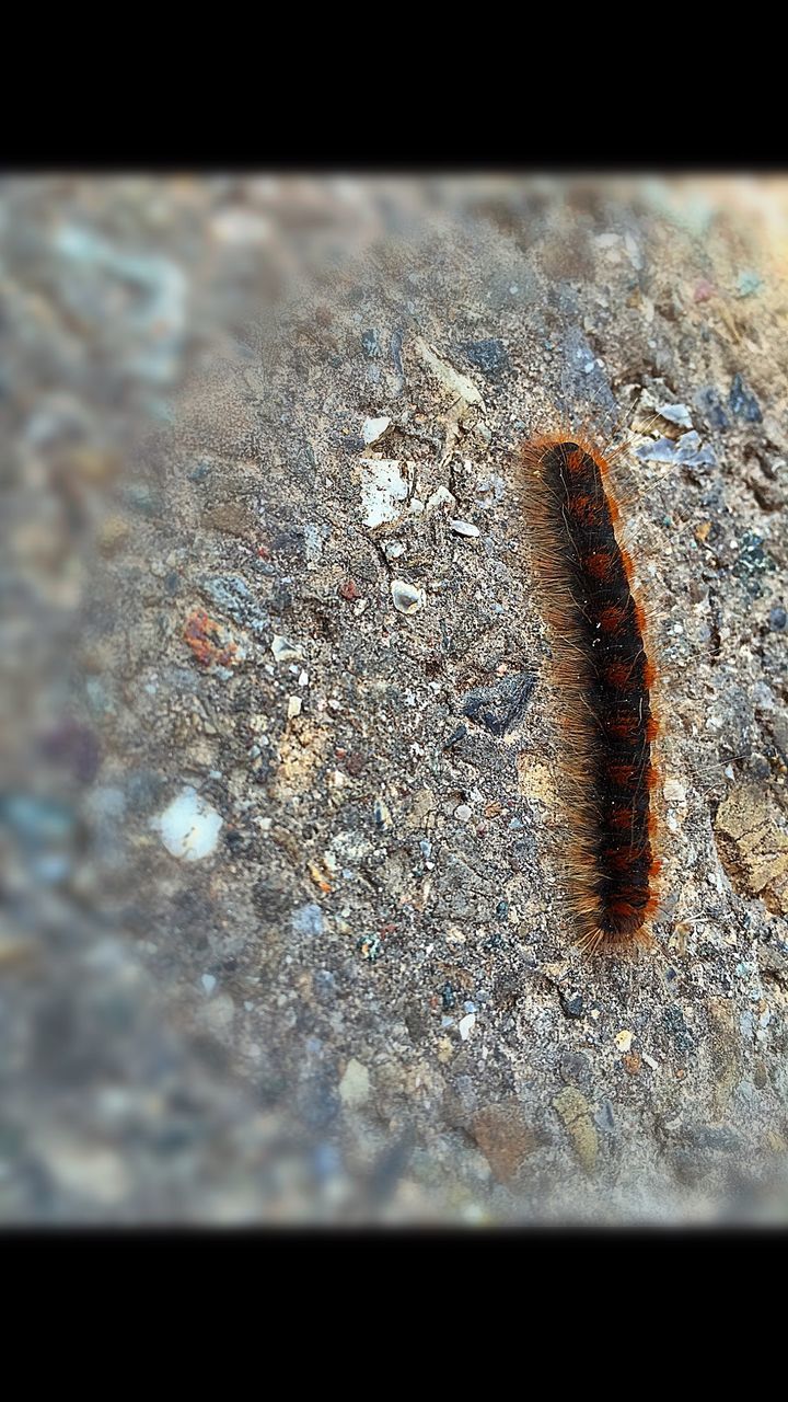 close-up, selective focus, indoors, auto post production filter, transfer print, insect, animal themes, textured, drop, wet, macro, detail, water, wildlife, focus on foreground, no people, one animal, freshness, nature, day