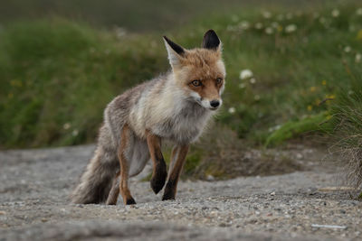 Fox walking on road