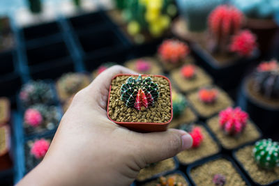 Close-up of hand holding succulent plant