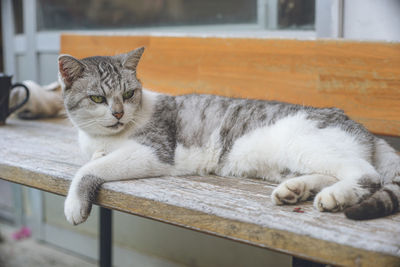 Close-up of cat sitting