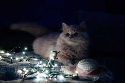 Cat in illuminated room