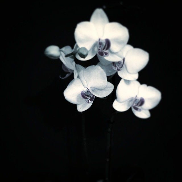 flower, freshness, fragility, petal, black background, studio shot, beauty in nature, growth, close-up, flower head, nature, stem, bud, plant, copy space, white color, blooming, focus on foreground, blossom, no people