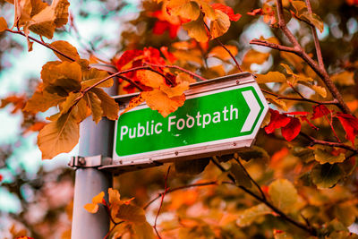 Close-up of text on autumn leaves