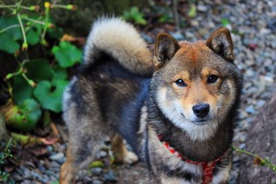 Dog of japan 