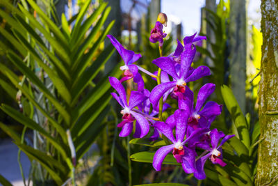 Close-up of purple flowering plant