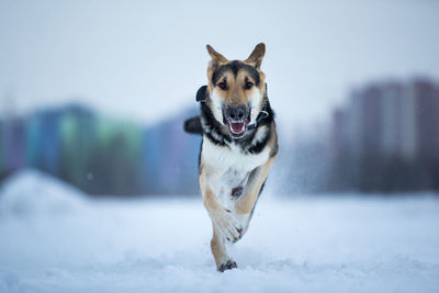 Dog running in snow covered field