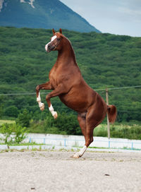 Side view of horse jumping on land against mountain