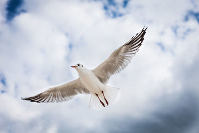 Low angle view of seagull flying