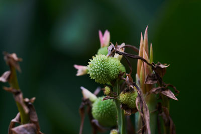 Close-up of plant