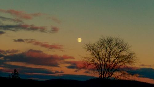 Silhouette of trees at sunset