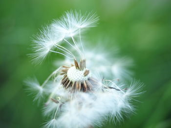 Close-up of dandelion on plant