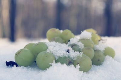 Close-up of snow covered fruits