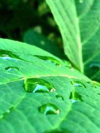 Close-up of leaves