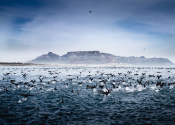 Scenic view of birds flying towards cape town harbou just off the coast of robben island