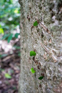 Close-up of moss growing on tree trunk