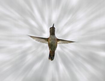 Bird flying in the sky