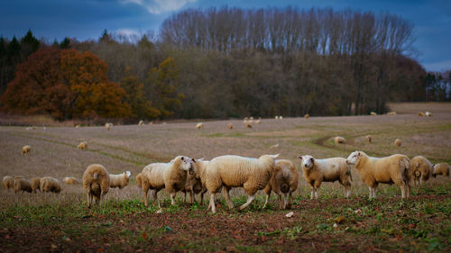 Flock of sheep on field