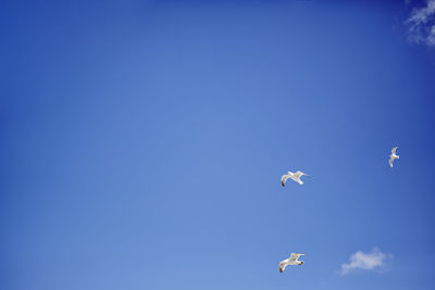 Low angle view of seagulls flying in sky