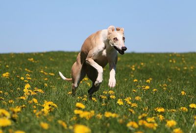 Dog running on field