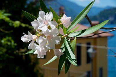Close-up of white flowering plant