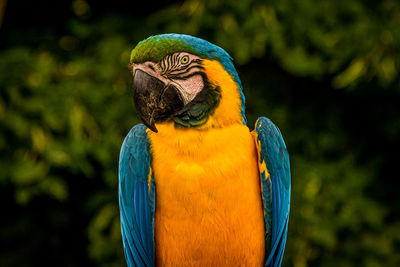 Close-up of a parrot