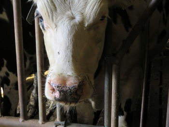 Close-up portrait of cow