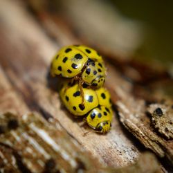 High angle view of ladybug on wood