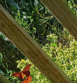 Close-up of lizard on wood