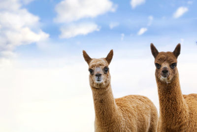 Close-up of deer against sky