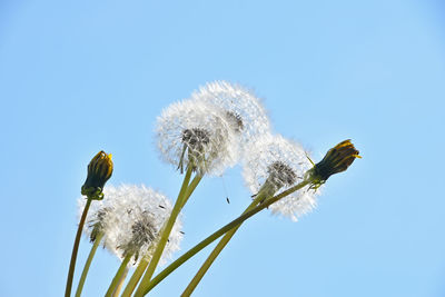 Close-up of flowers against blue sky