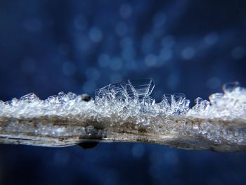 Close-up of frozen water on plant