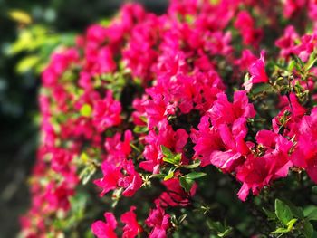 Close-up of pink flowers blooming outdoors