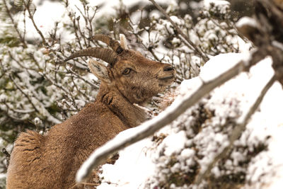 View of deer on tree