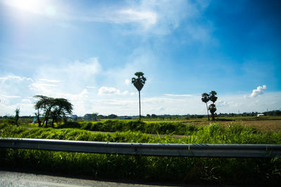 Trees on field against sky