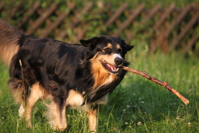 Portrait of dog standing on field