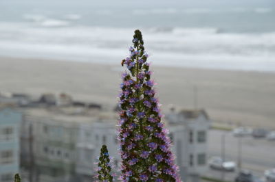 Close-up of purple flowers against sky